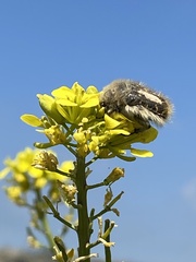 Tropinota squalida