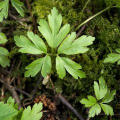 Anemonoides nemorosa