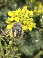 Tropinota squalida