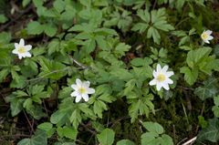 Anemonoides nemorosa