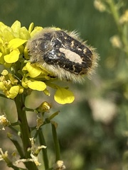 Tropinota squalida
