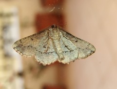 Menophra berenicidaria