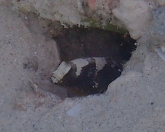 Cryptocentrus maudae