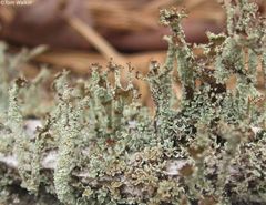 Cladonia atlantica