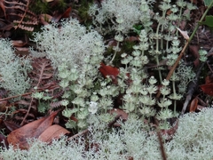 Cladonia verticillaris