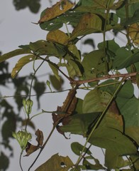 Ipomoea salsettensis