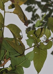 Ipomoea salsettensis