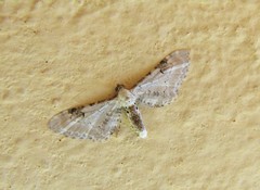 Eupithecia centaureata
