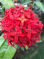 Ixora casei