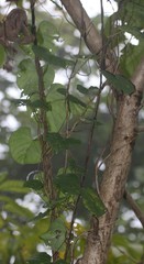 Ipomoea salsettensis