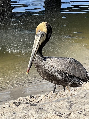 Brown Pelican photographed in Alabama