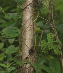 Ipomoea salsettensis
