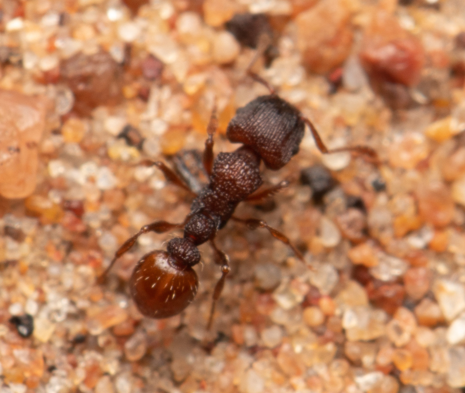 Tetramorium impressum