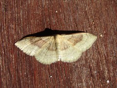 Idaea degeneraria