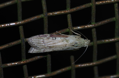 Lamoria adaptella