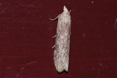 Lamoria adaptella