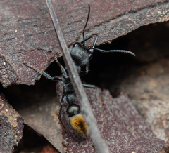 Myrmecia gilberti