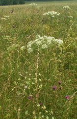 Peucedanum oreoselinum