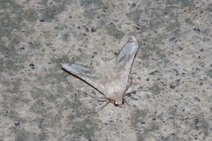 Canaea ryukyuensis