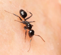 Camponotus mackayensis