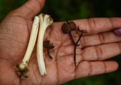 Ipomoea salsettensis