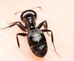 Camponotus mackayensis