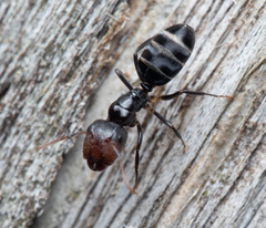Camponotus mackayensis