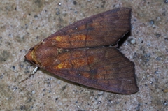 Rusicada albitibia
