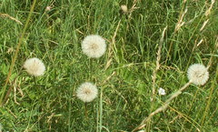 Hypochaeris maculata