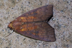 Rusicada albitibia