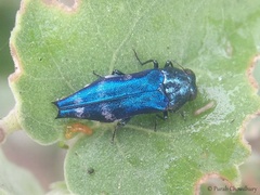 Agrilus acutus