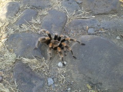 Brachypelma hamorii