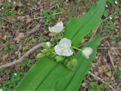 Tradescantia ozarkana
