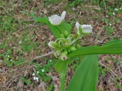 Tradescantia ozarkana