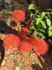 Scadoxus multiflorus multiflorus