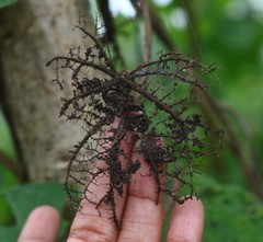 Ipomoea salsettensis