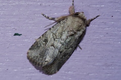 Spodoptera pecten