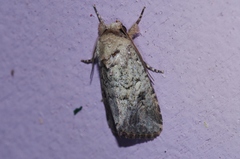Spodoptera pecten