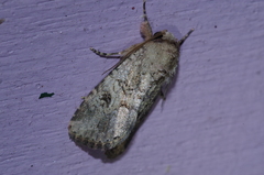 Spodoptera pecten