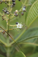 Miconia chamissois