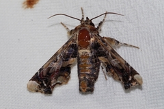 Eutelia adulatricoides