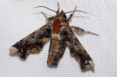 Eutelia adulatricoides