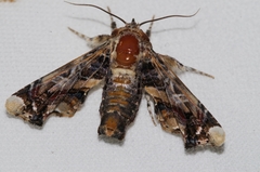 Eutelia adulatricoides