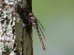 Gomphaeschna antilope