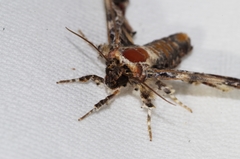 Eutelia adulatricoides