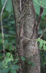 Ipomoea salsettensis