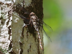 Gomphaeschna antilope