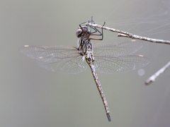 Gomphaeschna antilope
