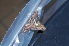 Ercheia dubia