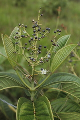 Miconia chamissois